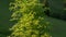 Young beech on mountain meadow in windy weather in Carpathians