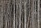 Young beech trunks aligned parallel building dark forest