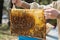 A young beekeeper controls the development of a bee colony