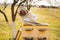 A young beekeeper girl is working with bees and beehives on the apiary, on spring day