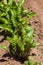 Young Beet Plants