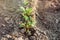 Young beet seedlings in the ground. gardening and harvest