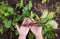 Young beetroot plant in farmerâ€™s hands