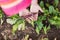 Young beetroot plant in farmerâ€™s hands