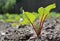 Young Beetroot plant seedling, Beta vulgaris