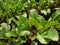 Young beetroot plants