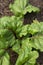 Young beetroot plants with leaves growing on a vegetable patch in a garden.