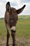 Young Begging Burro Standing in Grass Field