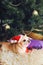 Young beige chihuahua dog in Santa hat under the christmas tree
