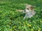 Young beige dog lying among yellow wild flowers