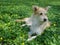 Young beige dog lying among yellow wild flowers