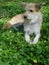 Young beige dog lying among yellow wild flowers