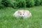 Young beige fluffy cat playing with grass on the backyard lawn