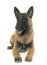 Young belgian shepherd