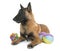 Young belgian shepherd