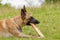 Young Belgian Shepherd dog chewing on a piece of wood