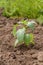 Young bell pepper plant on a garden bed in the day light