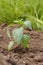 Young bell pepper plant on a garden bed in the day light