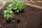 Young bell pepper sprouts in a pots on a background of soil in the vegetable garden