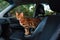 Young bengal cat in the car