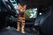 Young bengal cat in the car