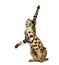 Young Bengal cat on hind legs and pawing (5 months old)