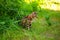 A young Bengal cat on a red leash walks on a green lawn on a sunny day in Jurmala, Latvia. The cat is one year old, brown and gold