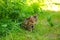 A young Bengal cat on a red leash walks on a green lawn on a sunny day in Jurmala, Latvia. The cat is one year old, brown and gold