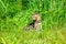 A young Bengal cat on a red leash walks on a green lawn on a sunny day in Jurmala, Latvia. The cat is one year old, brown and gold