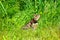 A young Bengal cat on a red leash walks on a green lawn on a sunny day in Jurmala, Latvia. The cat is one year old, brown and gold