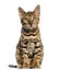 Young Bengal cat sitting (5 months old), isolated