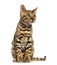 Young Bengal cat sitting (5 months old), isolated