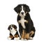 Young Bernese Mountain dog, 3,5 months old, sitting