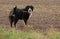 Young bernese mountain dog on a field. The word AZUBI on the harness means apprentice in German