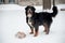 Young Bernese Mountain Dog playing with a toy in the snow