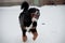 Young Bernese Mountain Dog playing with a toy in the snow