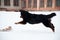 Young Bernese Mountain Dog playing with a toy in the snow