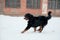 Young Bernese Mountain Dog playing with a toy in the snow