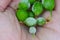 Young berries of gooseberry damaged by Powdery mildew fungi. Plant