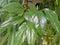 Young betel leaves are shiny when seen during the day