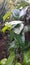 Young betel leaves under the sprinkling of morning dew