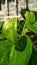 Young betel plant