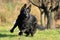 Young big black dog German Shepherd gallop outside across garden park, meadow maybe behind the cat, hare, rabbit or ball