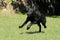 Young big black dog German Shepherd passionate gallop outside across garden park, meadow to his master with love