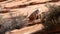 A young big horned sheep eats from a creosote bush on a slope of red slickrock in Zion national park Utah