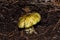 Young big mushroom Tricholoma equestre closeup.