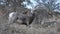 Young bighorn on the Bright Angel trail