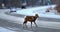 A young bighorn crossing a road