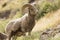 Young bighorn ram