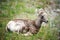 Young bighorn sheep